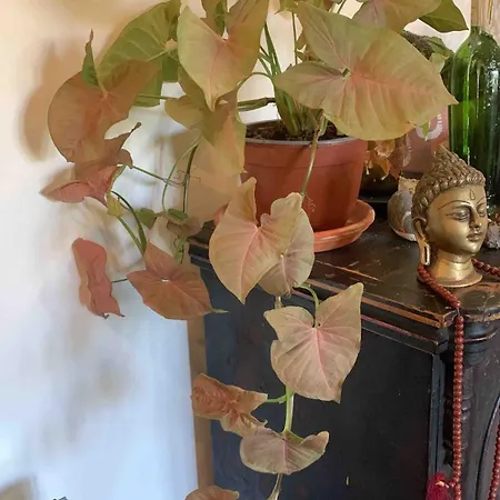 Coliving Surf & Permaculture - Vivenda Felicidade