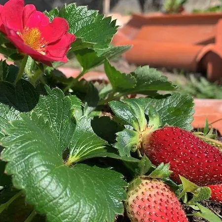 Penzion Coliving Surf & Permaculture - Vivenda Felicidade *