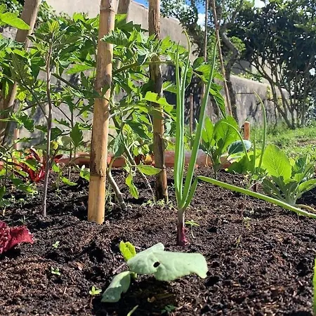 Penzion Coliving Surf & Permaculture - Vivenda Felicidade *